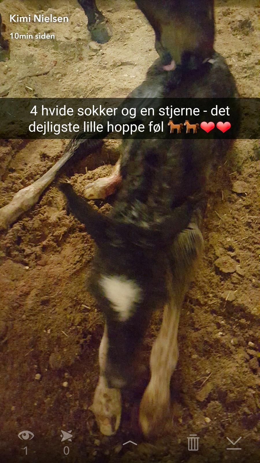 Welsh Partbred (Sec F) Struntze´s Good Point BRSDH 836 billede 26