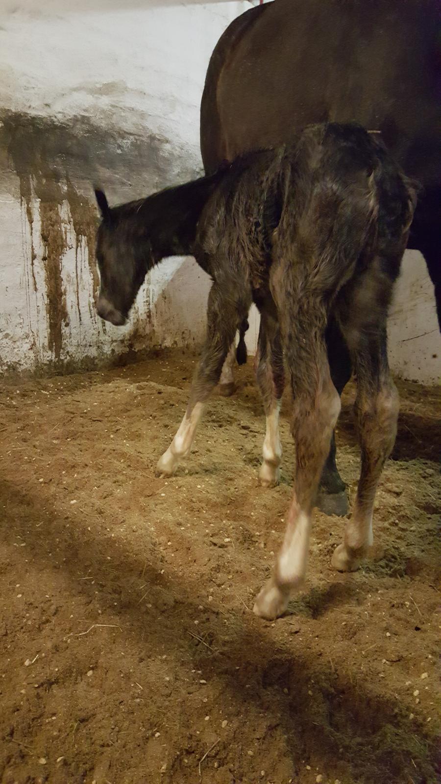 Welsh Partbred (Sec F) Struntze´s Good Point BRSDH 836 billede 24