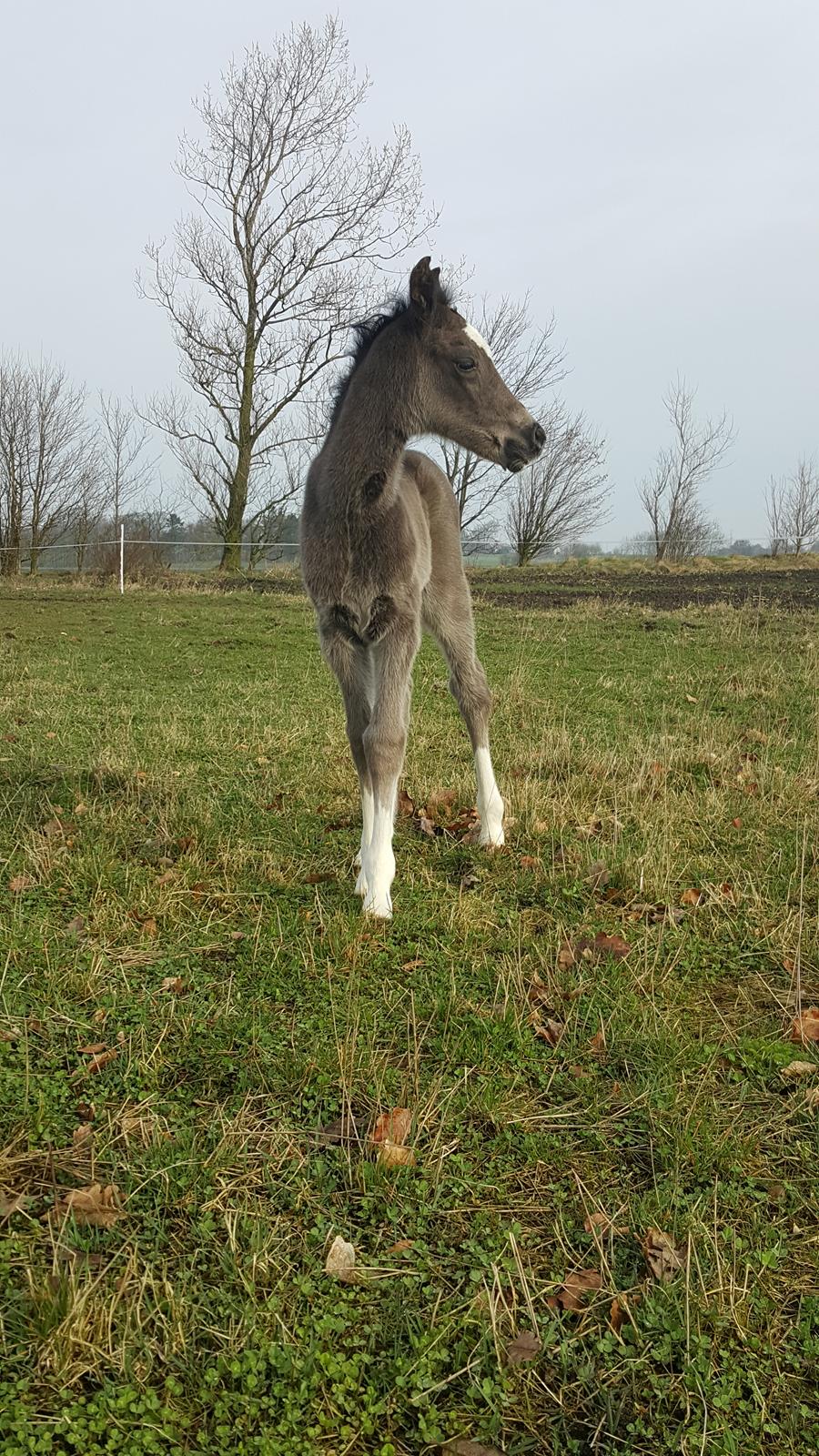 Welsh Partbred (Sec F) Struntze´s Good Point BRSDH 836 billede 25