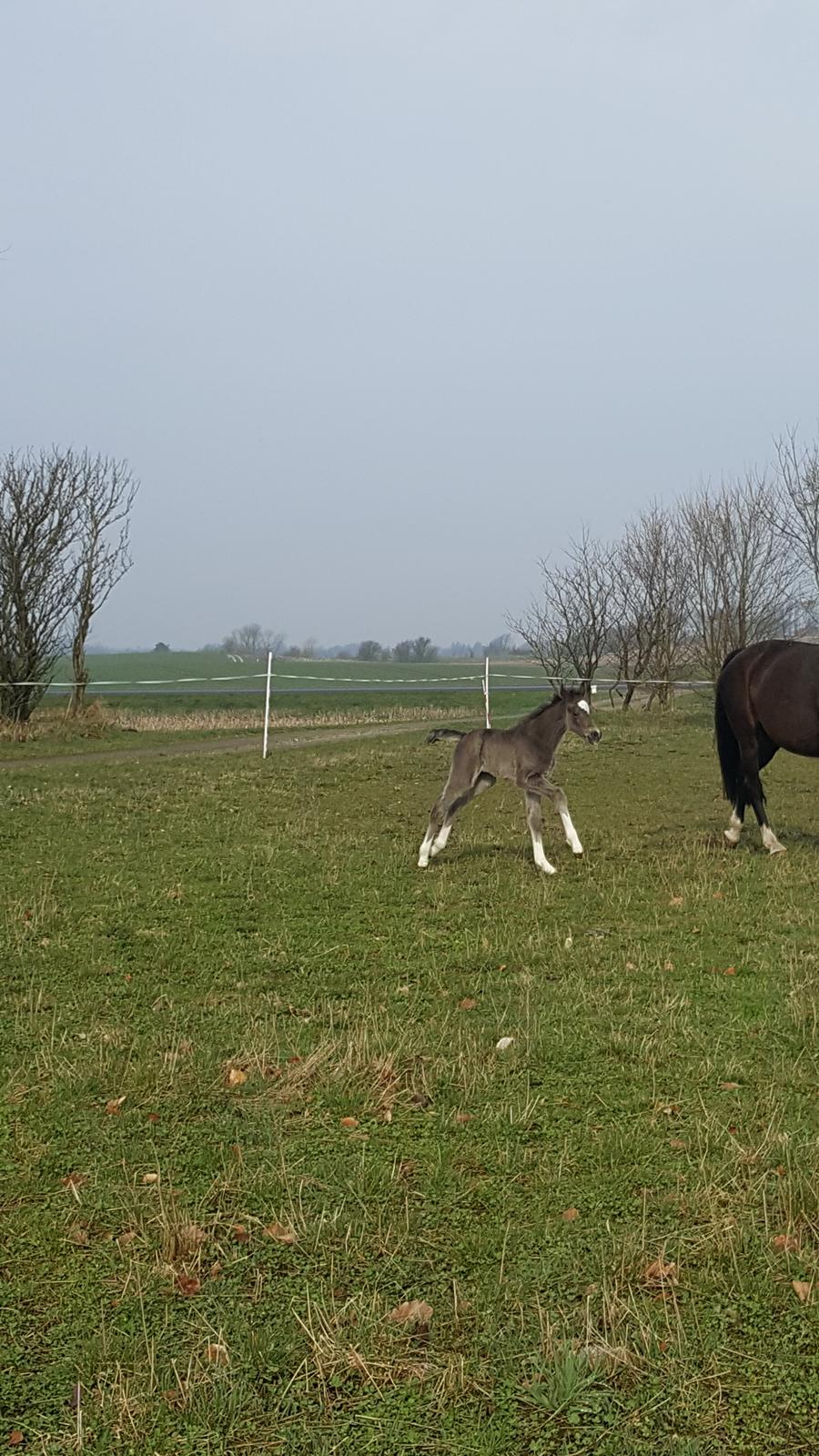Welsh Partbred (Sec F) Struntze´s Good Point BRSDH 836 - Fart over feltet og helt i hopla , dag 2 ude på fold :) billede 27