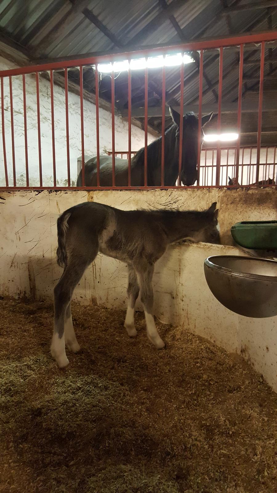 Welsh Partbred (Sec F) Struntze´s Good Point BRSDH 836 - Skøre lille pony hyp - men tja hun har jo set mor gøre sådan :) billede 30