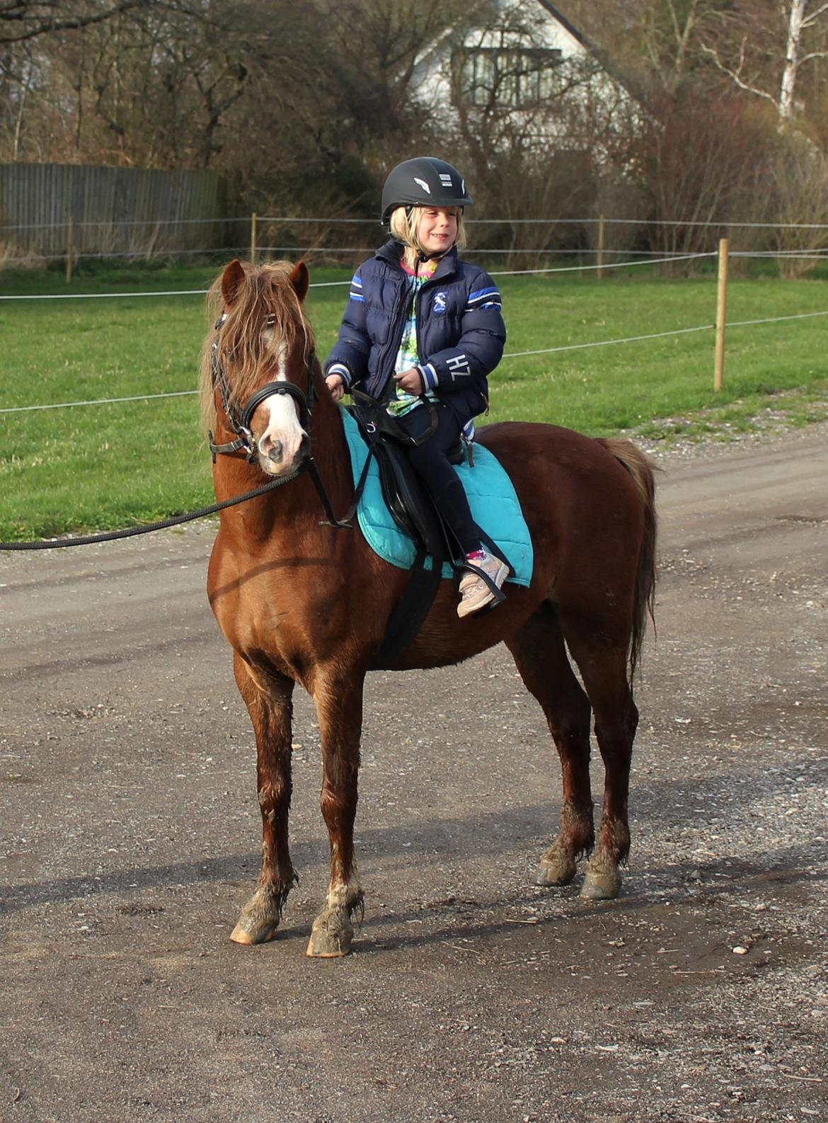 Welsh Mountain (sec A) Melanders Royal Dream billede 50