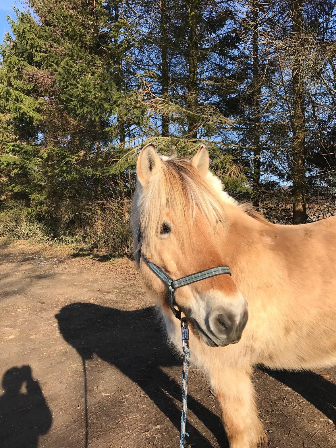 Fjordhest Lynges Fjølner  billede 10