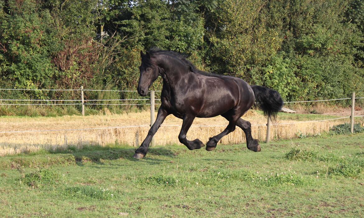 Frieser Zorro billede 5