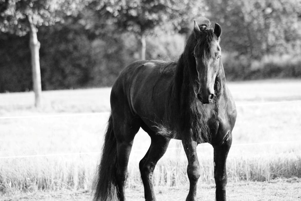 Frieser Zorro billede 11