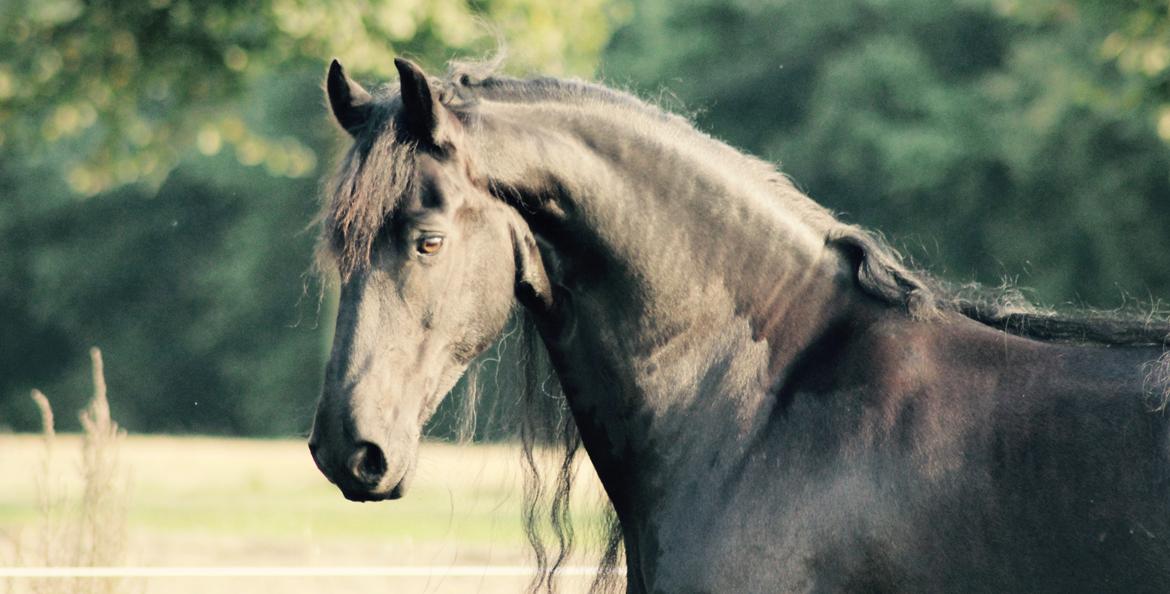 Frieser Zorro billede 17