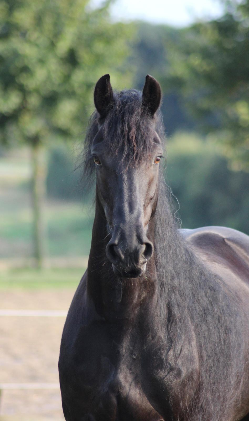 Frieser Zorro billede 1