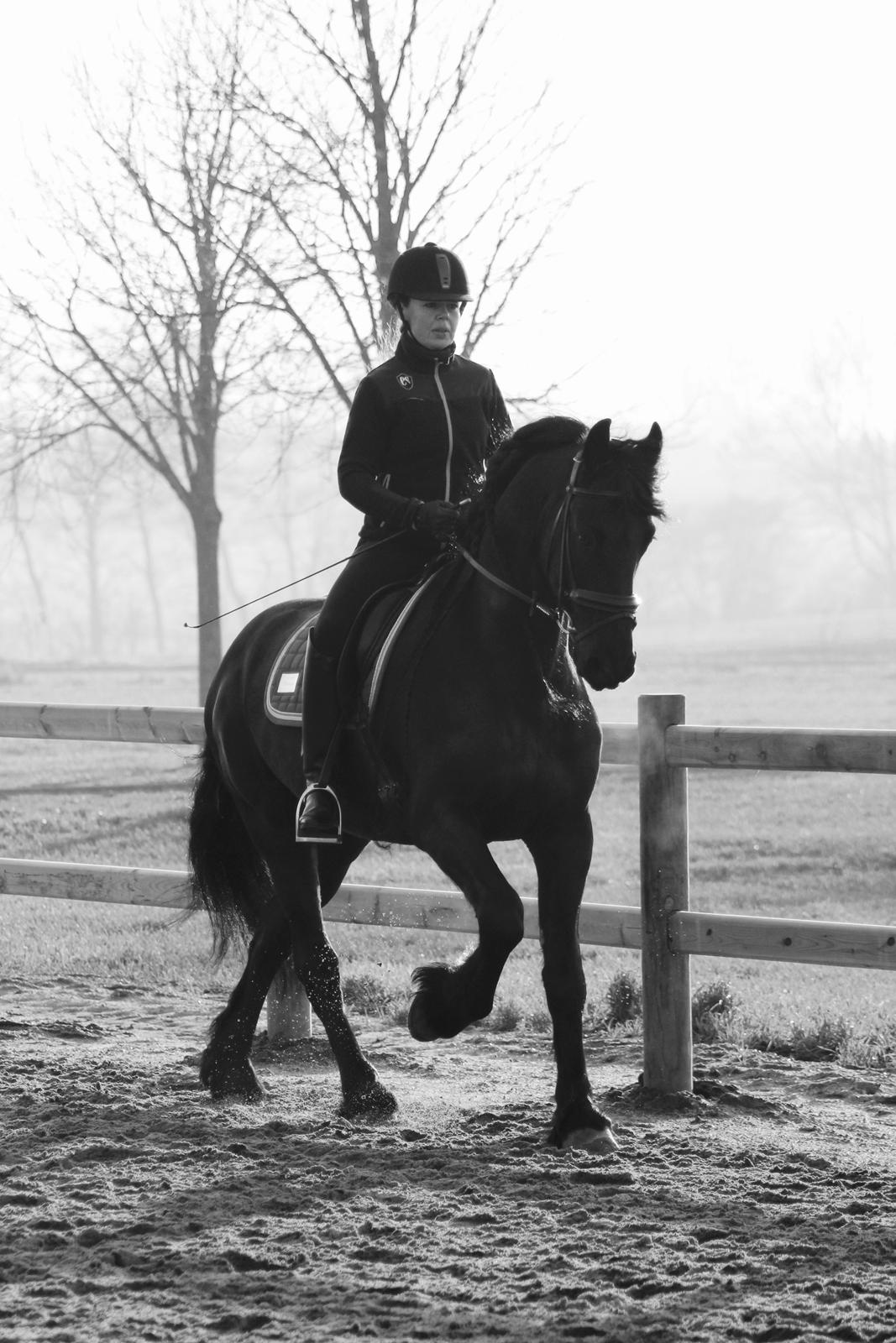 Frieser Zorro billede 3