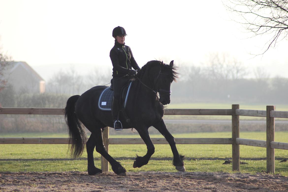 Frieser Zorro billede 20