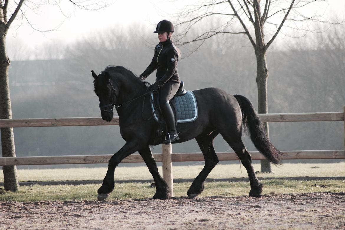 Frieser Zorro billede 9