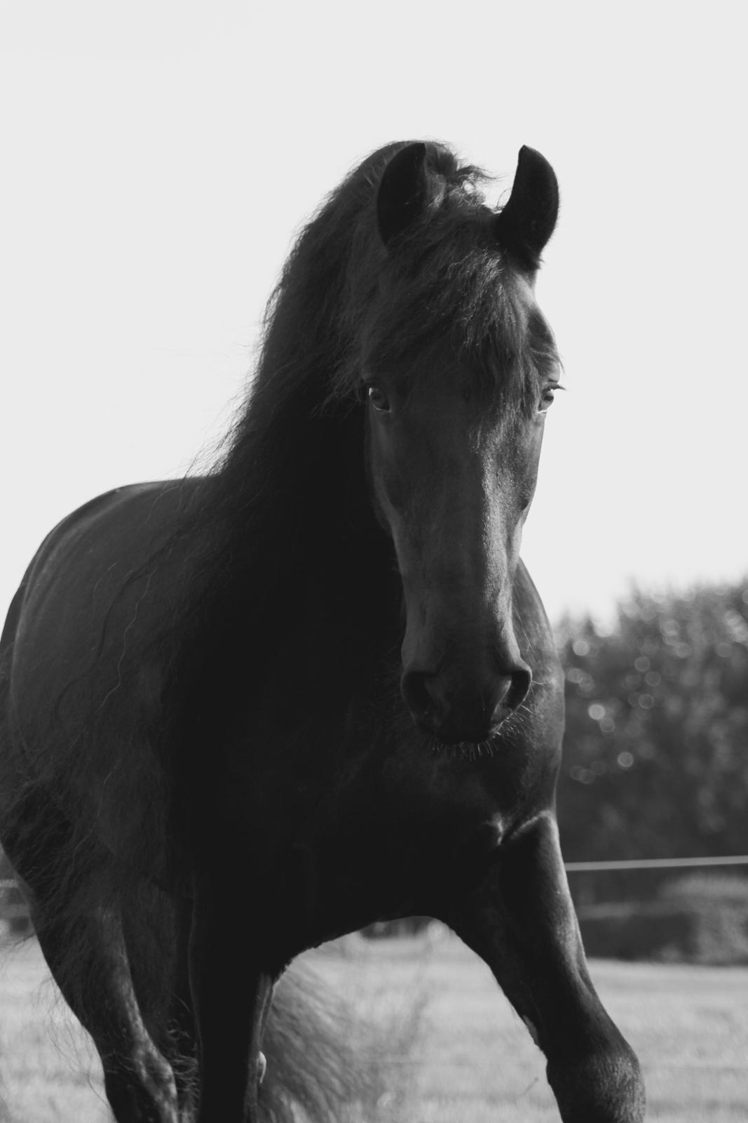 Frieser Zorro billede 4