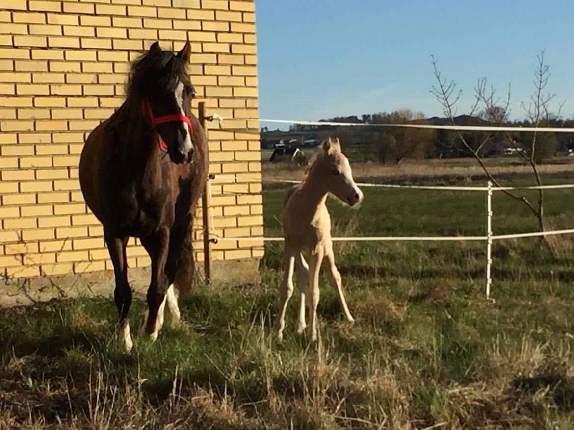Welsh Pony (sec B) Stallion's Elijha billede 1