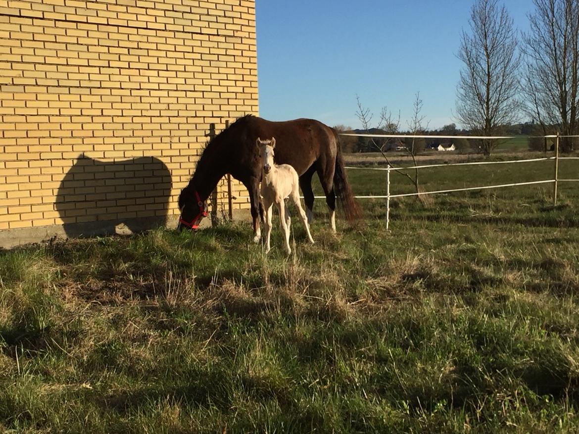 Welsh Pony (sec B) Stallion's Elijha billede 2