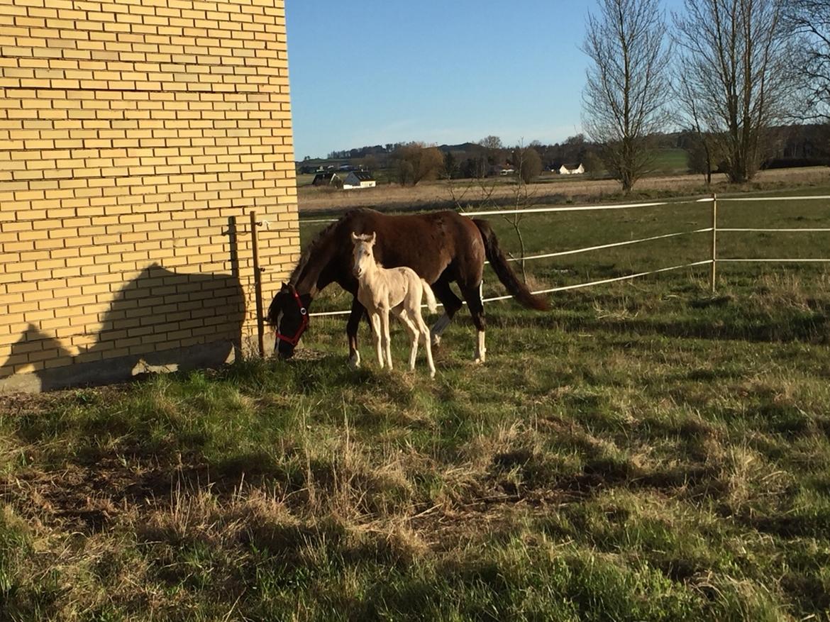 Welsh Pony (sec B) Stallion's Elijha billede 3
