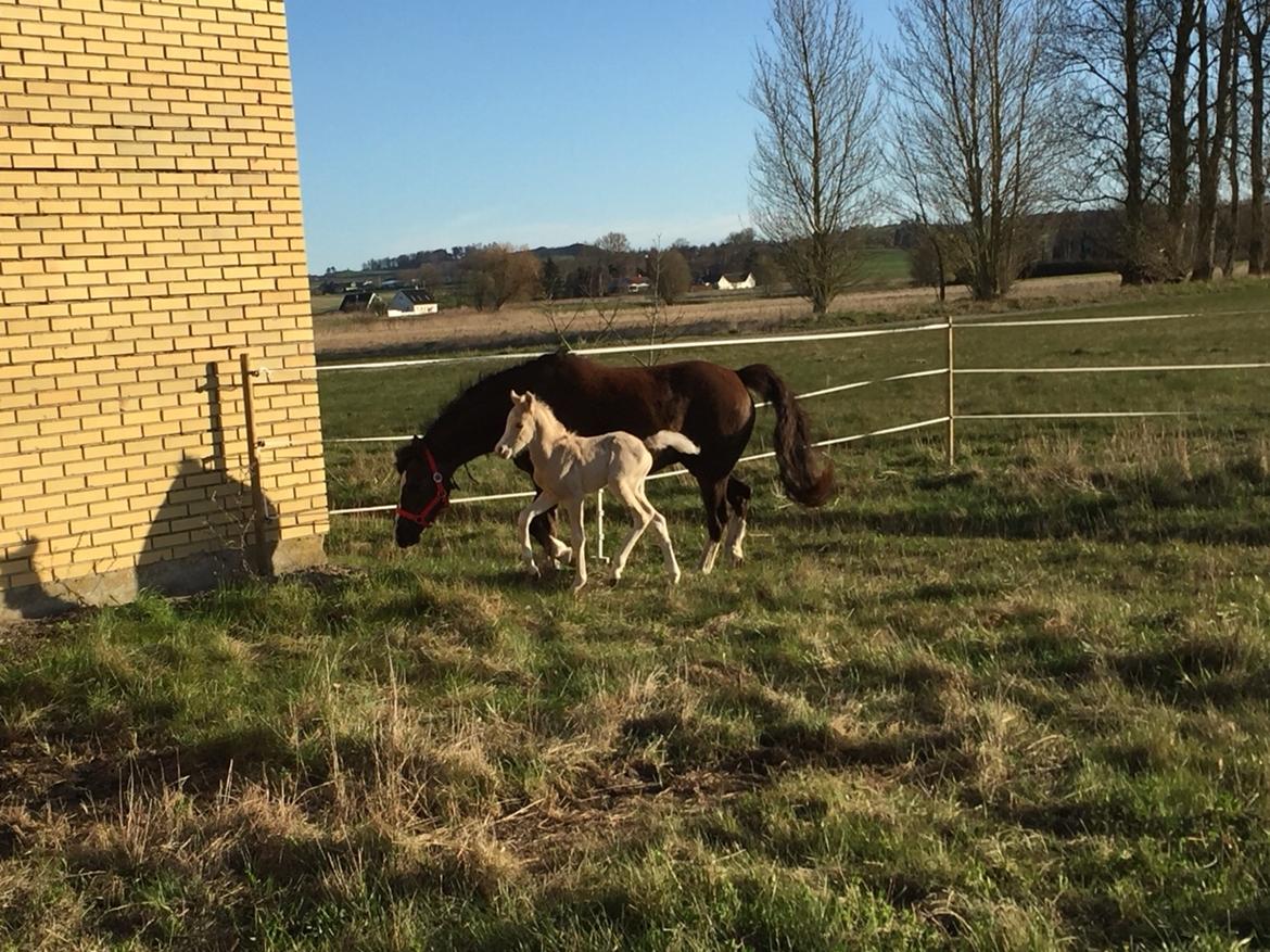 Welsh Pony (sec B) Stallion's Elijha billede 4