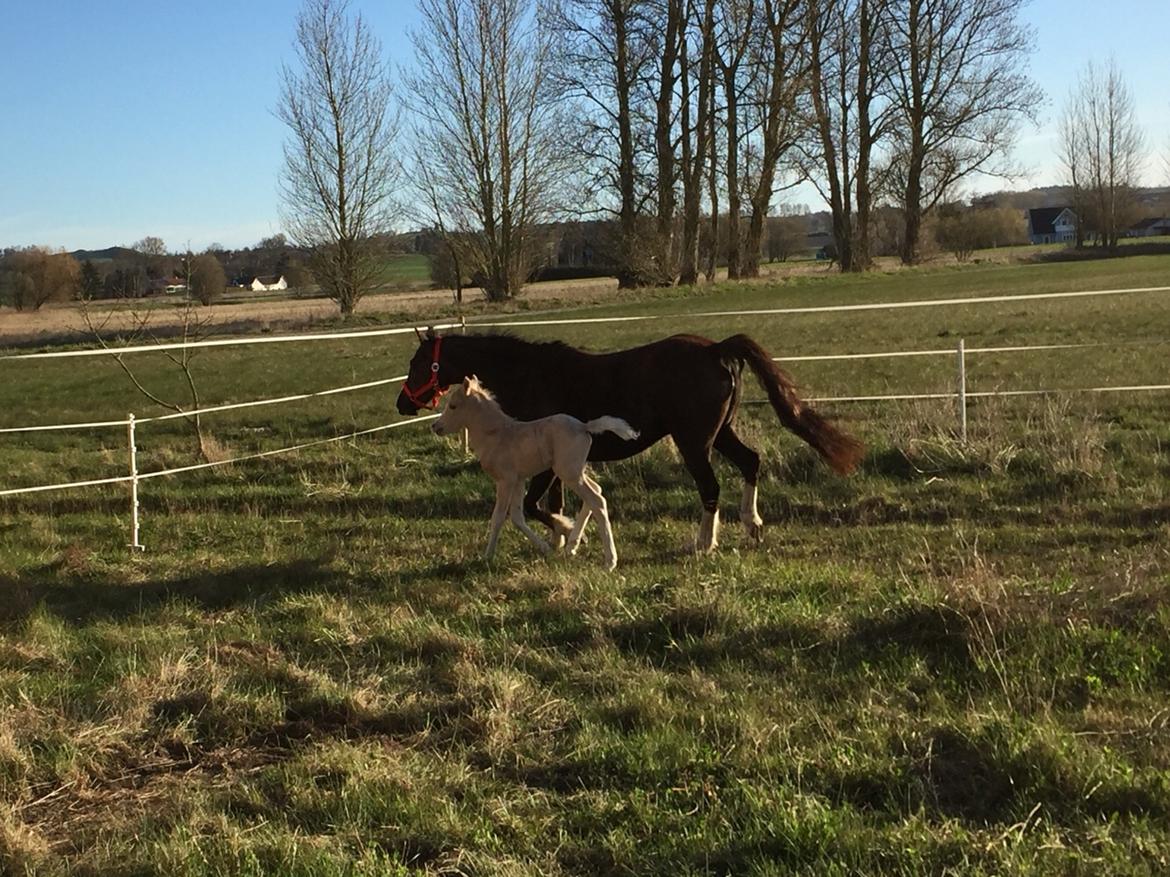 Welsh Pony (sec B) Stallion's Elijha billede 5