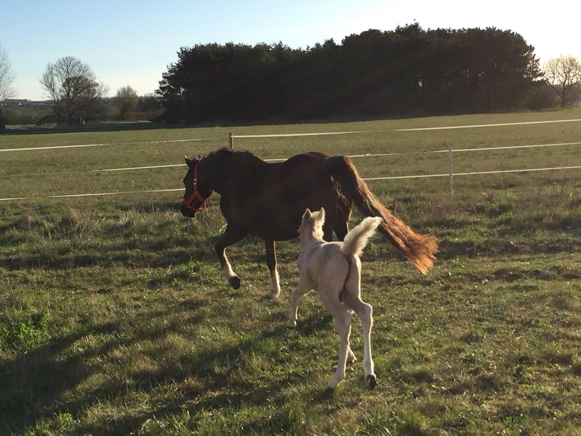 Welsh Pony (sec B) Stallion's Elijha billede 6