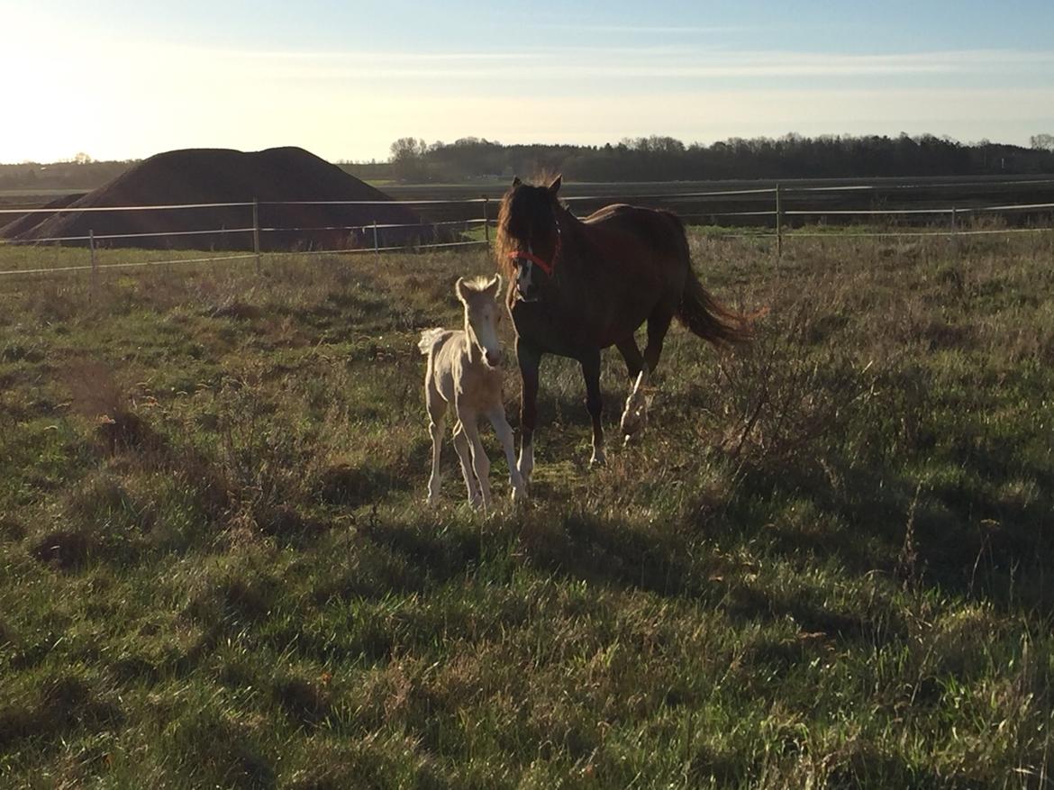 Welsh Pony (sec B) Stallion's Elijha billede 8