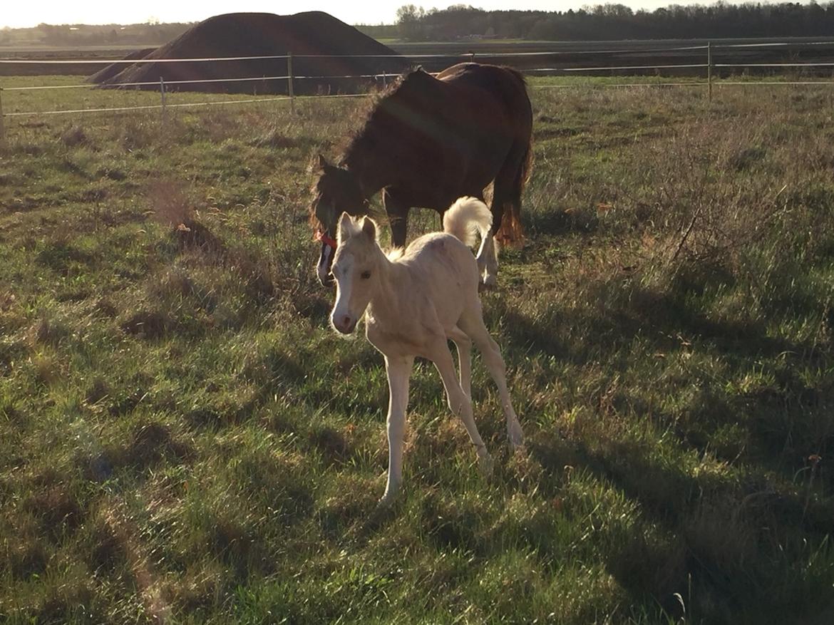 Welsh Pony (sec B) Stallion's Elijha billede 7
