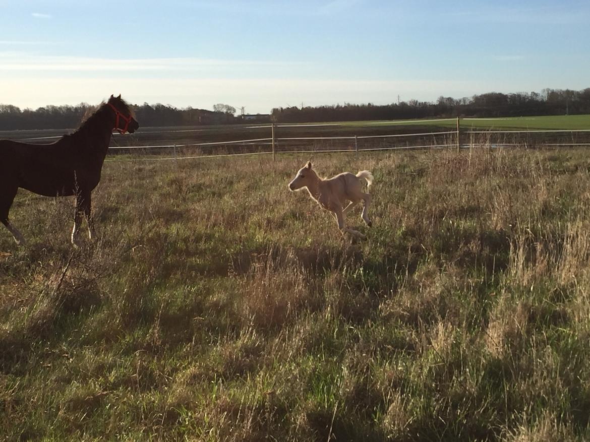 Welsh Pony (sec B) Stallion's Elijha billede 9