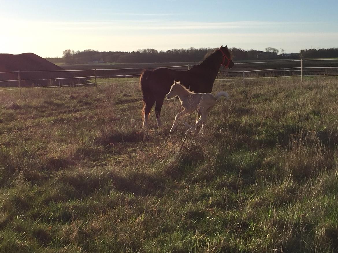 Welsh Pony (sec B) Stallion's Elijha billede 10