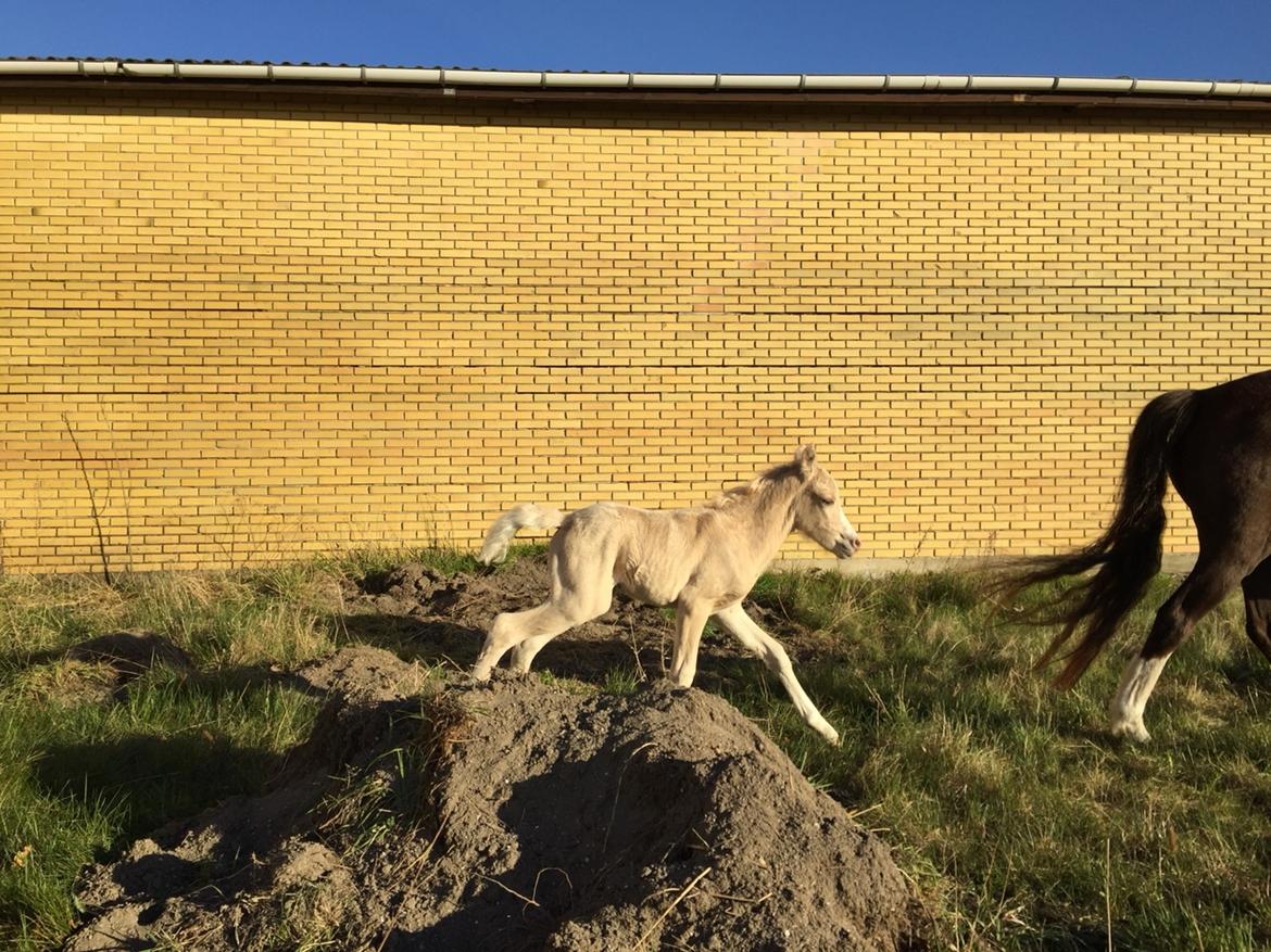 Welsh Pony (sec B) Stallion's Elijha billede 12