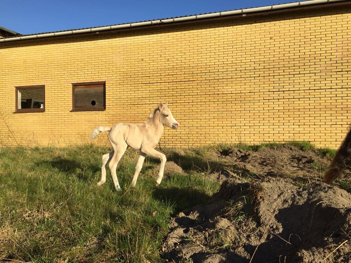 Welsh Pony (sec B) Stallion's Elijha billede 13