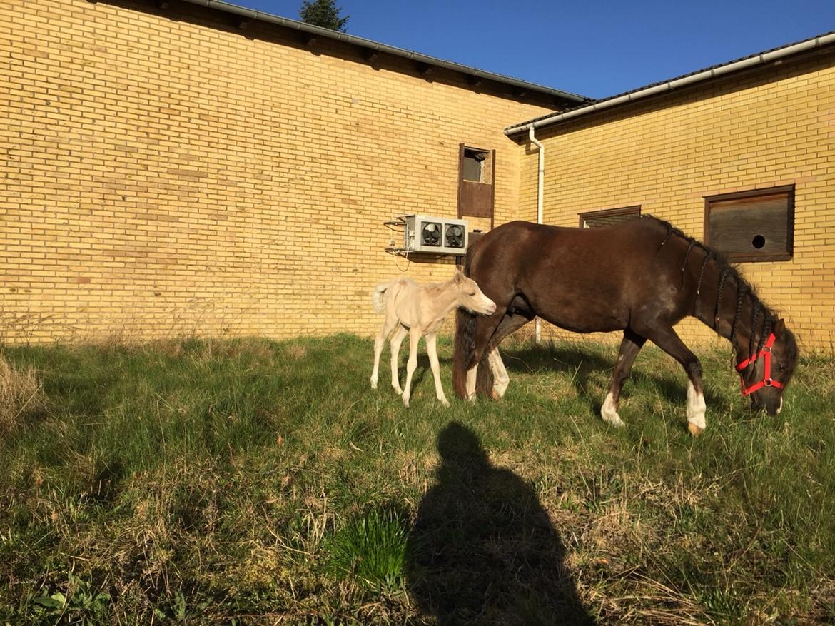 Welsh Pony (sec B) Stallion's Elijha billede 14
