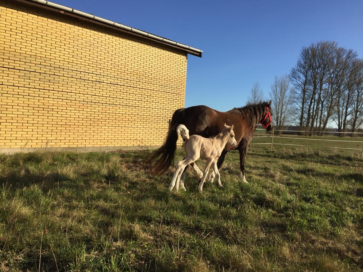 Welsh Pony (sec B) Stallion's Elijha billede 11