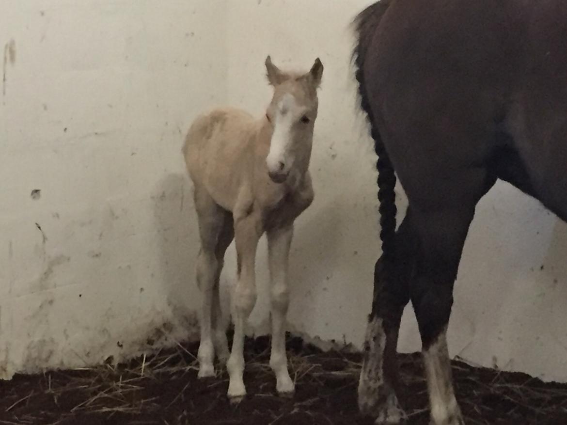 Welsh Pony (sec B) Stallion's Elijha billede 15