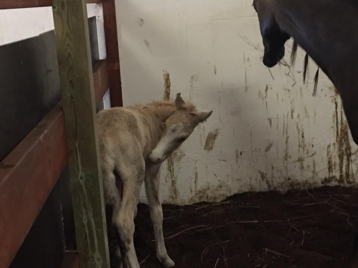 Welsh Pony (sec B) Stallion's Elijha billede 16