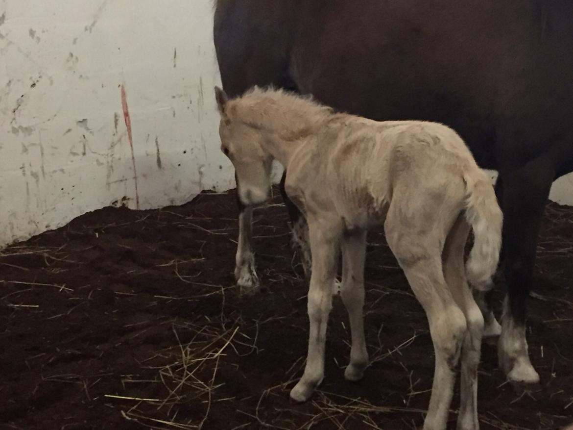 Welsh Pony (sec B) Stallion's Elijha billede 17