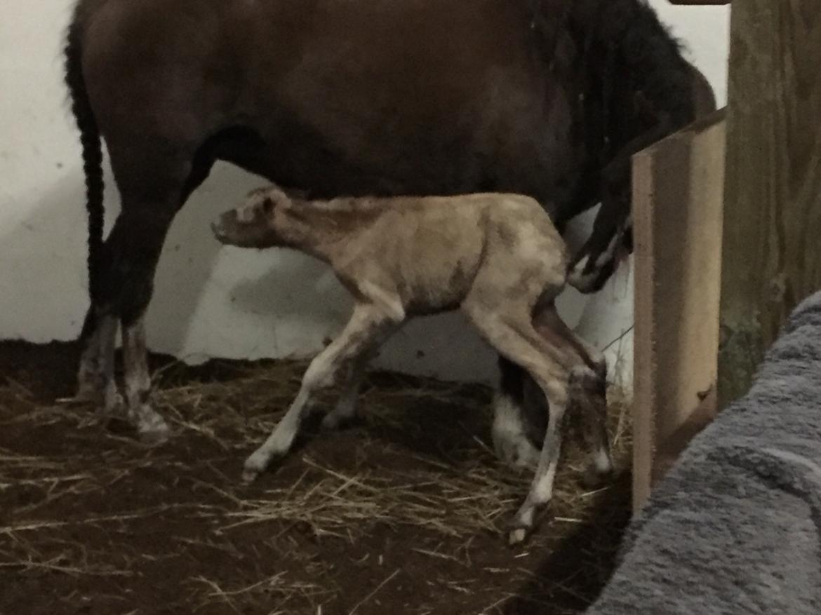 Welsh Pony (sec B) Stallion's Elijha billede 18