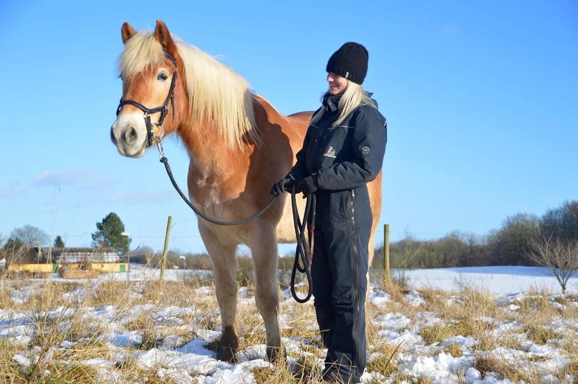 Haflinger Athæus mbm - Februar 2017 billede 1