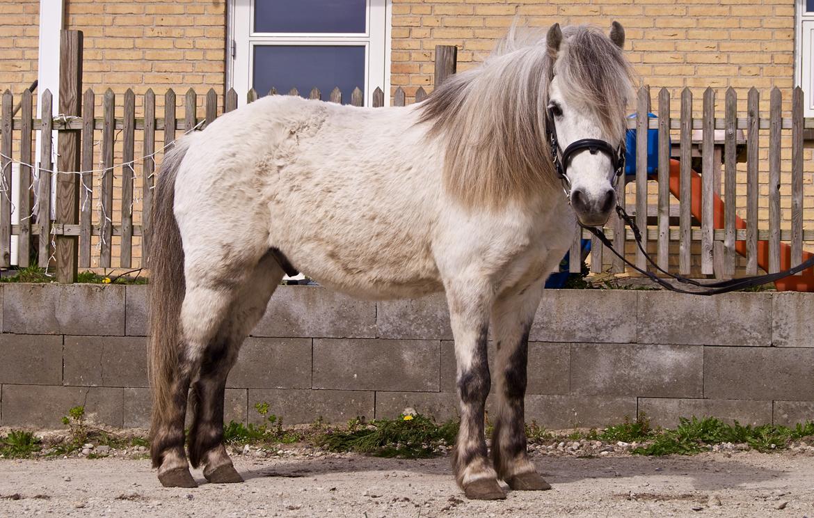 Welsh Mountain (sec A) Team J Nielsen's Felix - D 6/4-2017 billede 5