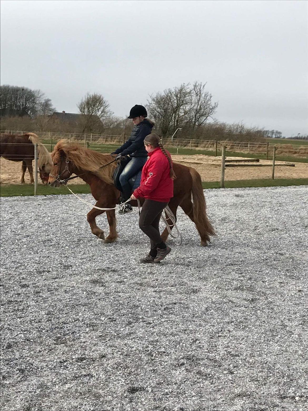 Islænder Katla fra Jannerup billede 13