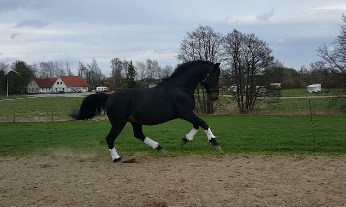 Oldenborg Renti's Zeus billede 25