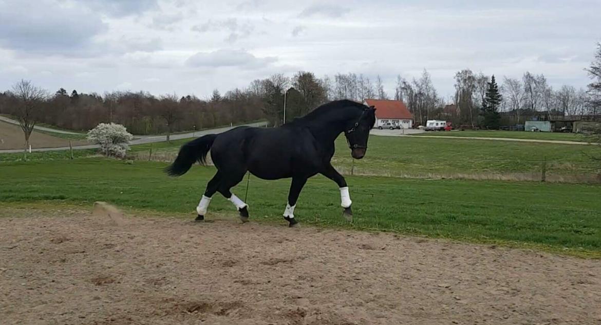 Oldenborg Renti's Zeus billede 26