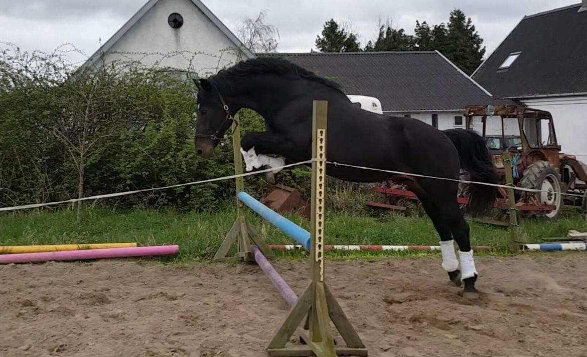 Oldenborg Renti's Zeus billede 31