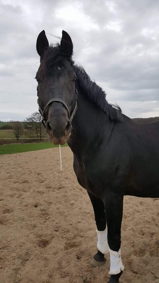 Oldenborg Renti's Zeus billede 30