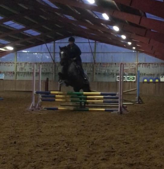 Dansk Varmblod Leana lyngkær billede 4