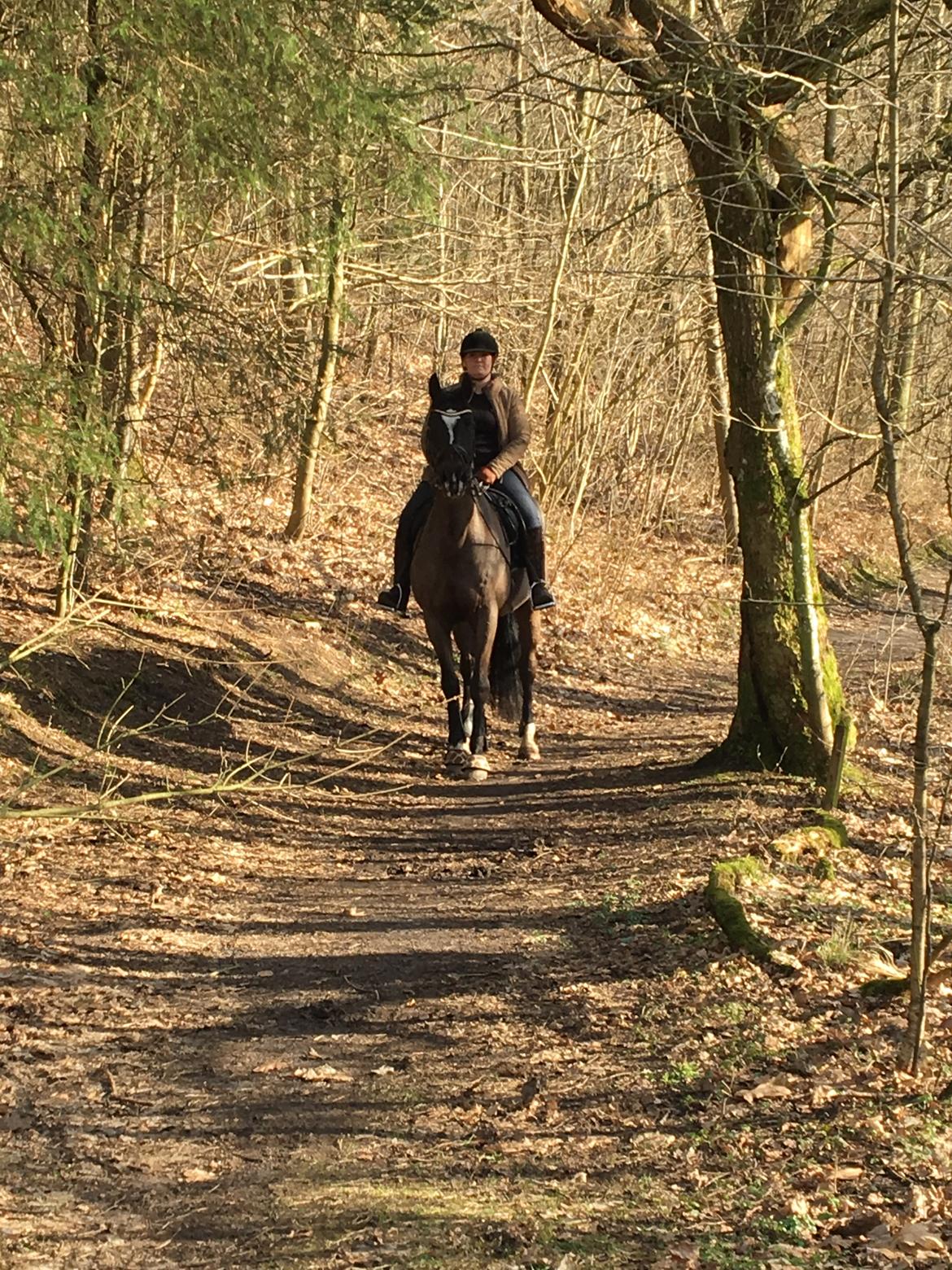 Dansk Varmblod Leana lyngkær billede 5