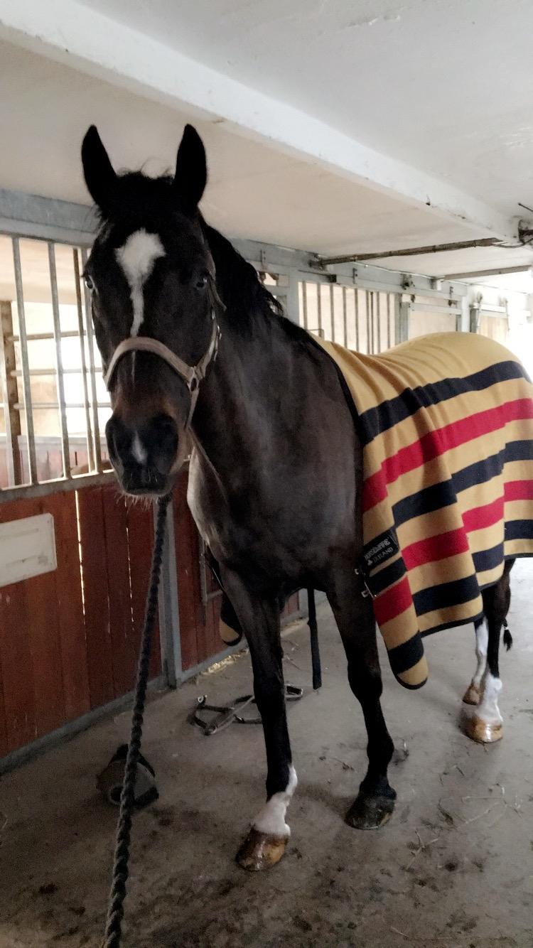 Dansk Varmblod Leana lyngkær billede 6