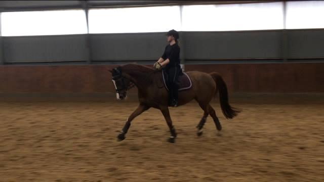 Dansk Varmblod De noli billede 17