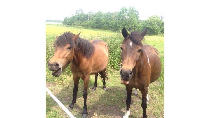 Pinto One Spot (Himmelhest) billede 16