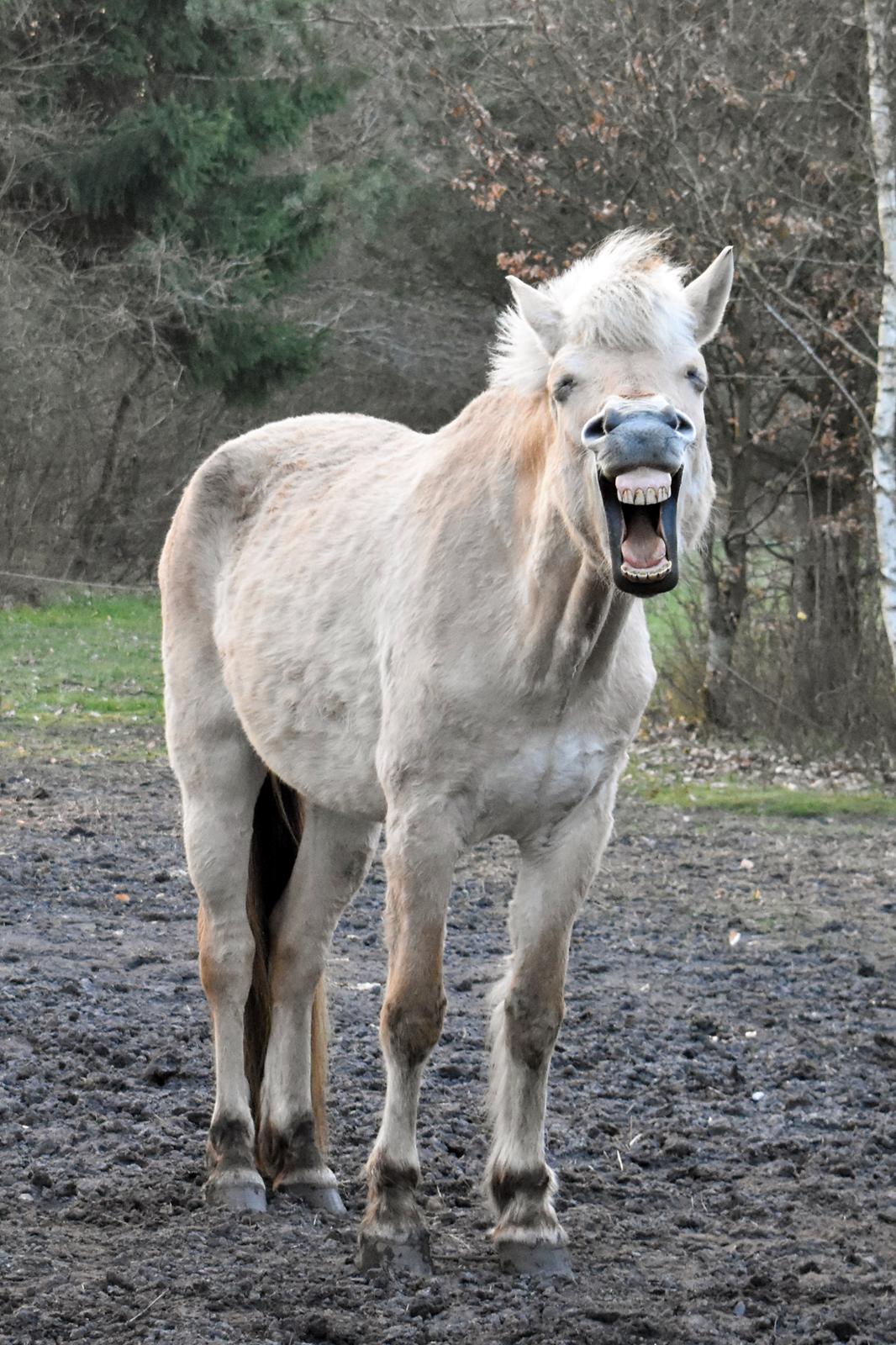 Fjordhest Tøsen billede 1