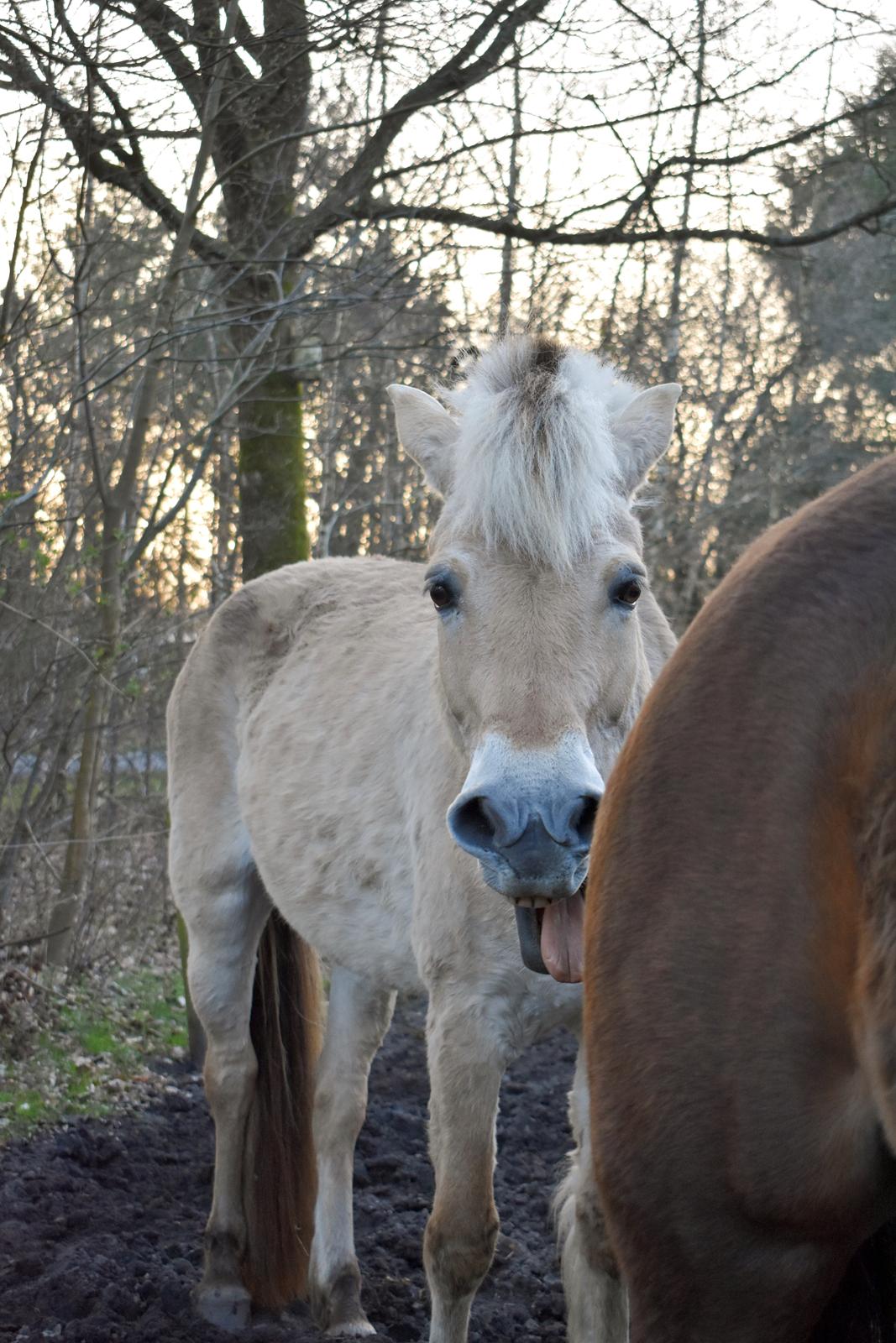 Fjordhest Tøsen billede 2