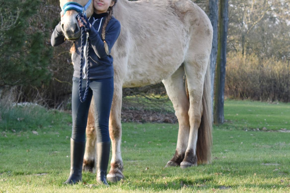 Fjordhest Tøsen billede 3