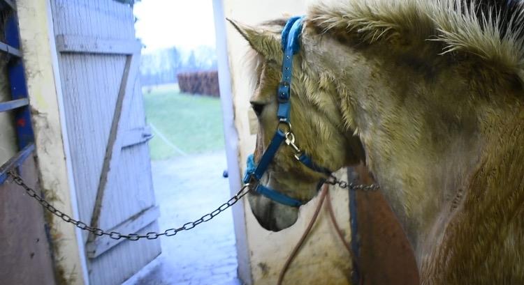 Fjordhest Tøsen billede 4