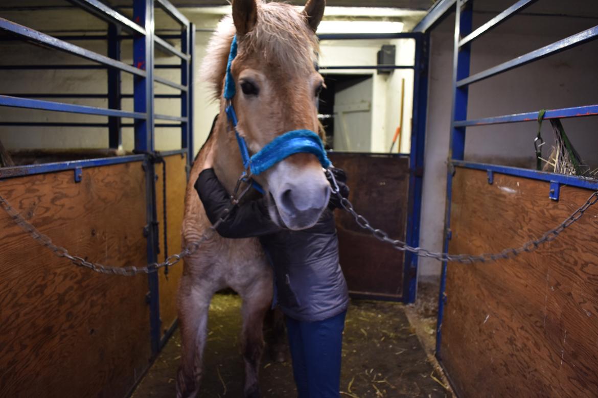 Fjordhest Tøsen billede 7
